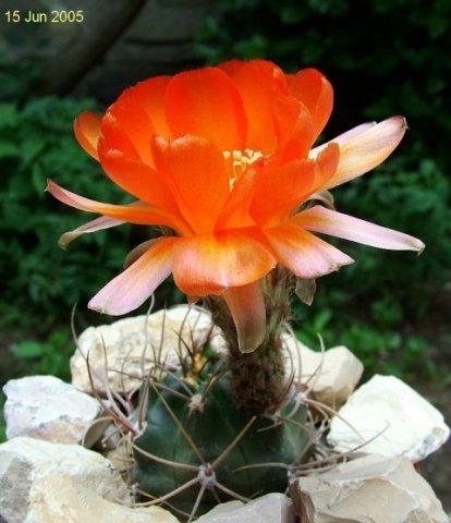 Lobivia_ haematantha _v.hualfinensis_ R146_ (Echinopsis haematantha) _20